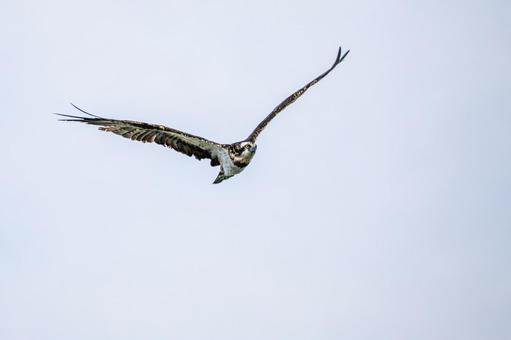 ミサゴ(118) 鳥,ミサゴ,ウオタカの写真素材