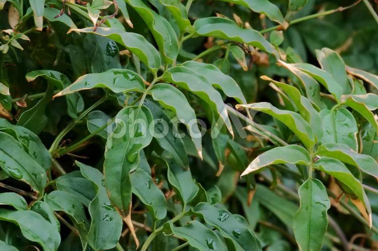 雨に濡れた葉っぱ（緑） 雨,葉,緑の写真素材