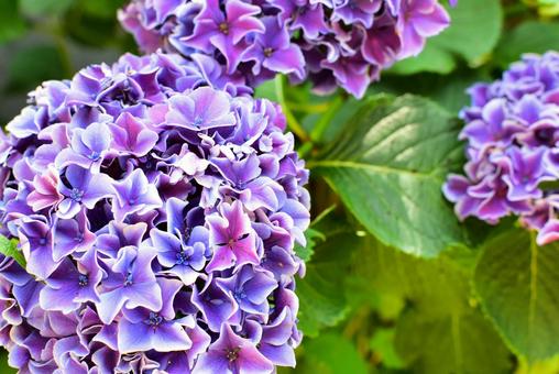 お庭の紫陽花 お庭の紫陽花の写真