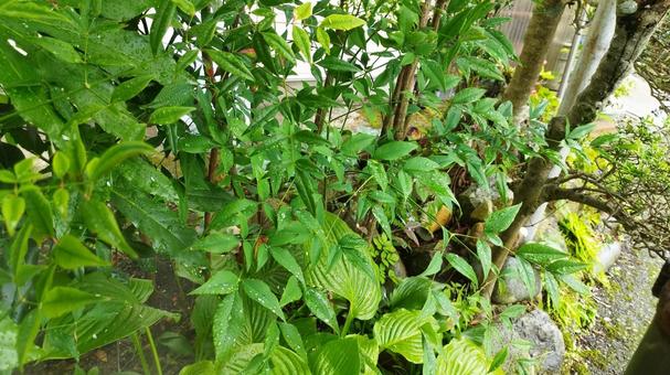 庭の植物3 庭の植物3の写真