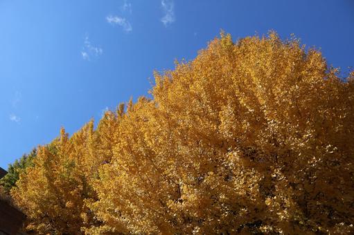 青空と黄葉した銀杏並木 青空,葉,銀杏並木の写真素材