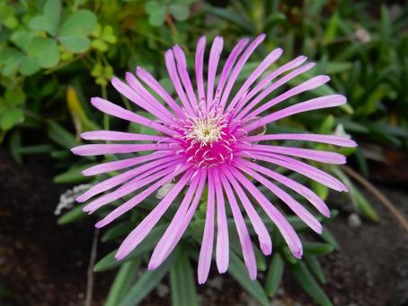 【花の写真】マツバギク(松葉菊) 【花の写真】マツバギク(松葉菊)の写真