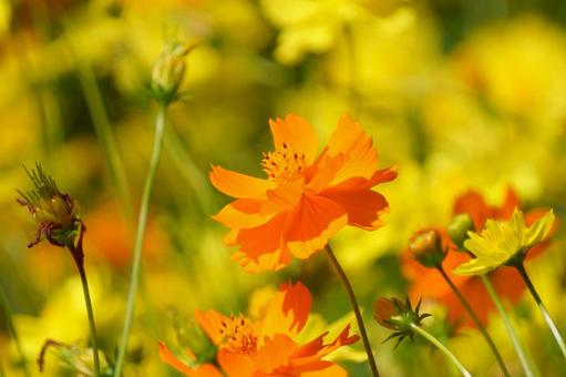 キバナコスモス キバナコスモス,花,秋の写真素材