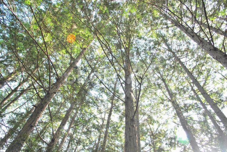 見上げた森の中の木々 木,見上げる,囲まれるの写真素材