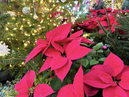 真っ赤なポインセチア ポインセチア,真っ赤,アップの写真素材