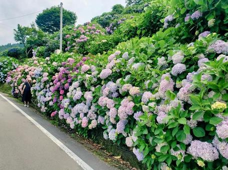 新宮あじさいの里 新宮あじさいの里の写真