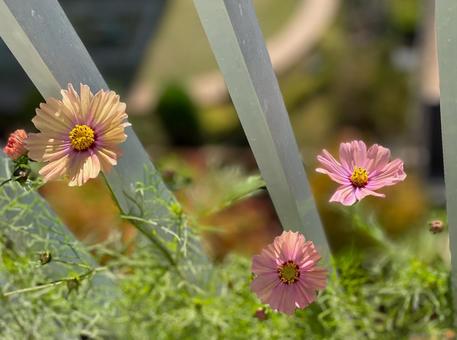 風に揺れるコスモス コスモス,秋桜,花の写真素材