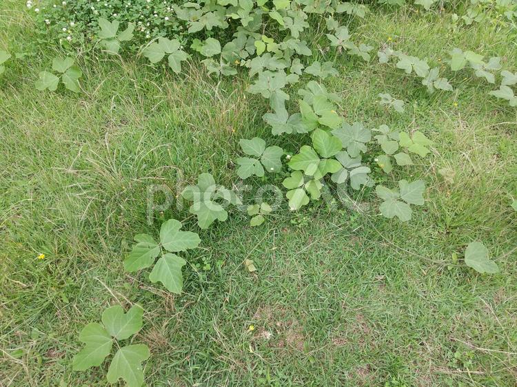 地面に生えたクズの葉　夏の雑草 くず,クズ,つるの写真素材