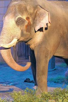 大きな夜の象の写真