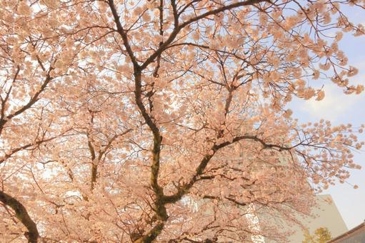 春、桜満開 春、桜満開の写真