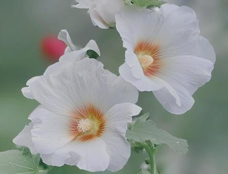 夏花 夏花の写真