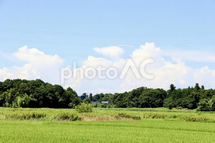 夏の田園風景　16 田園風景,田園,田んぼの写真素材