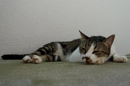 気持ちよさそうに眠るキジ白猫 気持ちよさそうに眠るキジ白猫 ねこ,ネコ,動物の写真素材