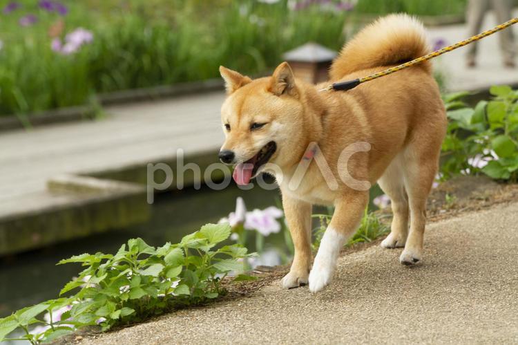 散歩中の犬と花菖蒲 犬,豆柴,散歩の写真素材