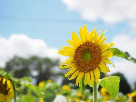 夏のひまわり ひまわり,夏,青空の写真素材