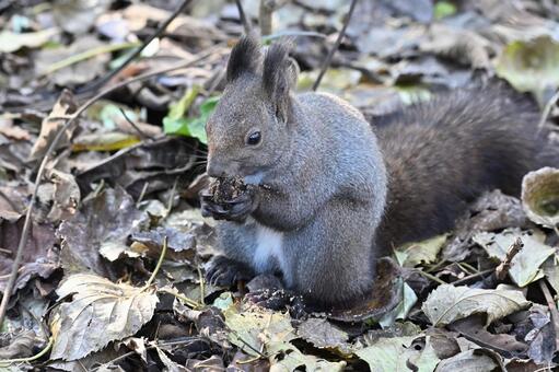 リス エゾリス,哺乳類,野生の写真素材