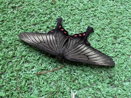 アゲハモドキ 05 揚羽擬,アゲハモドキ,日本本土亜種の写真素材