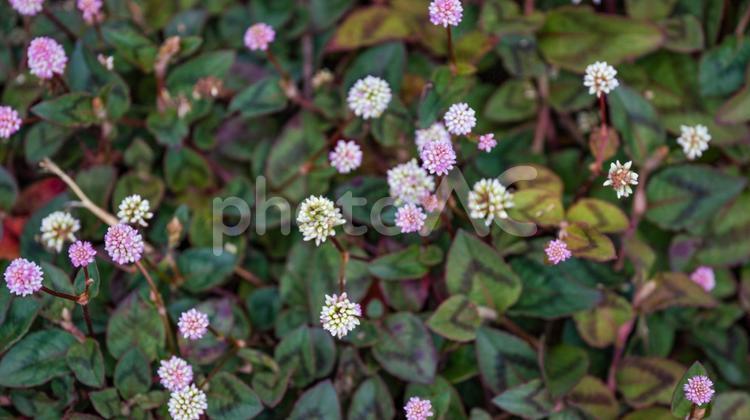 ネギの花に似たピンクと白の小さな花弁の花 ネギの花に似たピンクと白の小さな花弁の花 自然,植える,庭の写真素材