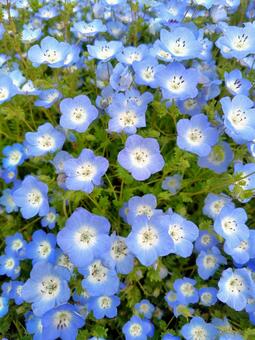 ネモフィラ2 ネモフィラ,自然,風景の写真素材