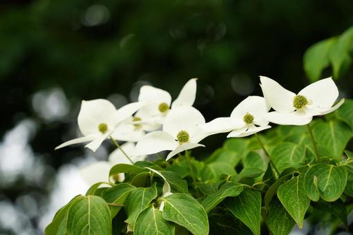 白いヤマボウシの花 白いヤマボウシの花の写真