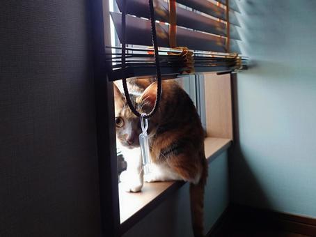 おはよう。起きたの? おはよう。起きたの? 猫,三毛猫,ねこの写真素材