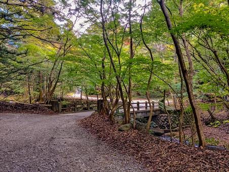 御神楽の淵へ 紅葉,秋,小太郎ヶ渕の写真素材