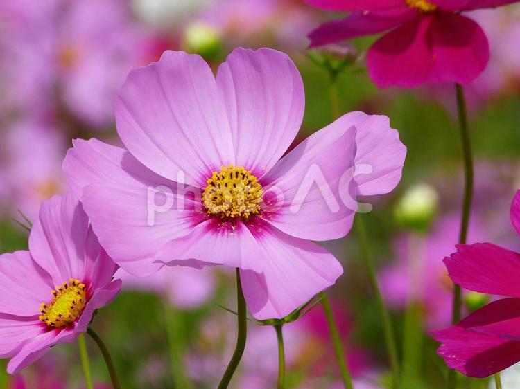 風に揺れるコスモス＿18 花,コスモス,秋桜の写真素材