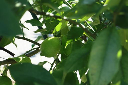 レモン　 レモン,風景,枝の写真素材