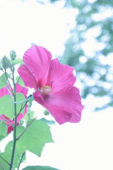 ハイビスカス ハイビスカスの写真