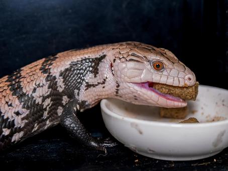 餌を食べるアオジタトカゲ 餌を食べるアオジタトカゲの写真