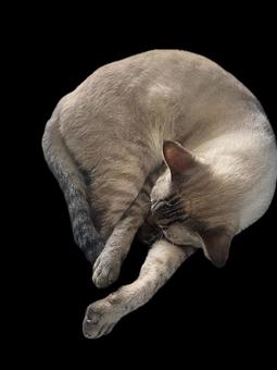 構わないで欲しい猫 構わないで欲しい猫 いとおしい,うちの子,かわいいの写真素材