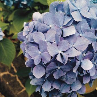 Flower Flowerの写真