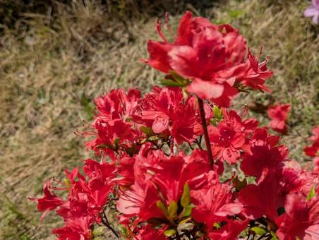 Red azalea flowers in northern Yokohama before the grain rain, JPG Red azalea flowers in northern Yokohama before the grain rain, JPG