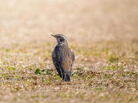 地面を歩くツグミ 地面を歩くツグミの写真