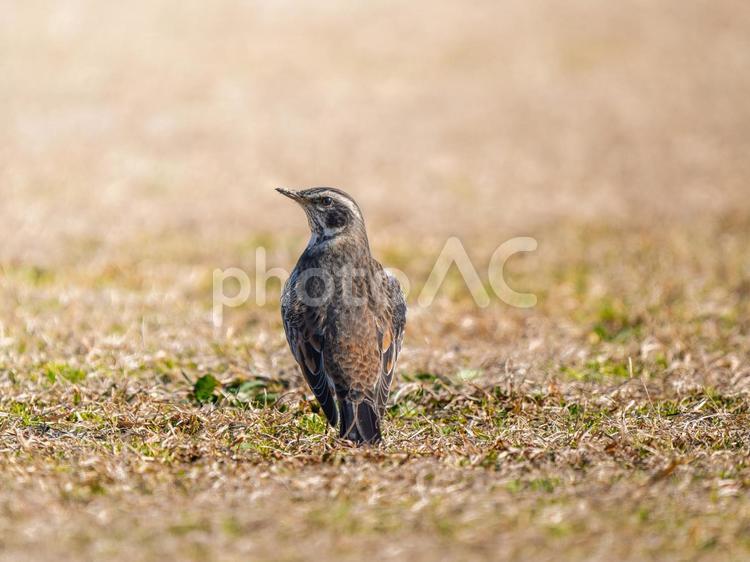 地面を歩くツグミ ツグミ,野鳥,鳥の写真素材