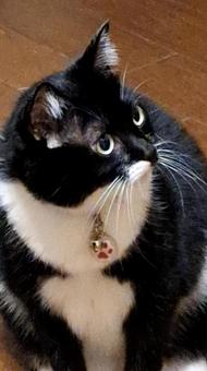 猫 あれ? 猫 あれ?の写真