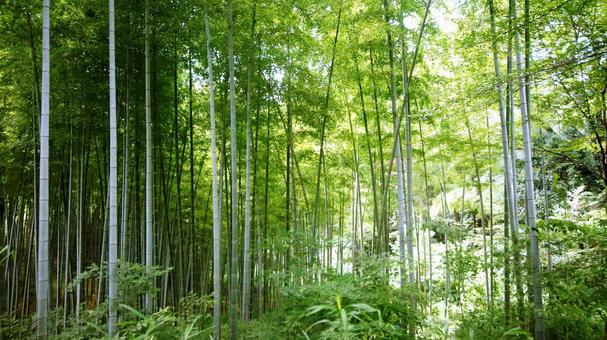 竹林-50 竹林-50の写真