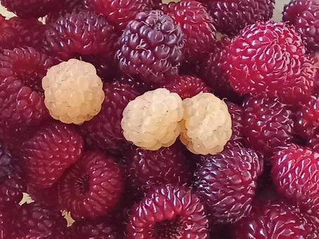 raspberry, JPG