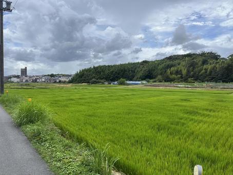 田んぼと山 田んぼと山の写真