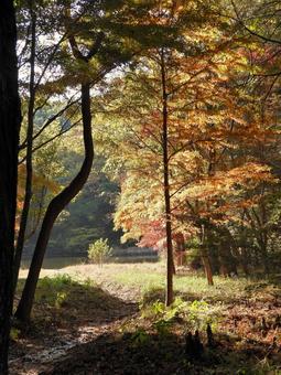 ミクルマ池そばの雑木林　縦画面 風景,森林,紅葉の写真素材