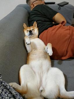 飼い主へそ天でに寄りかかる柴犬です! 飼い主へそ天でに寄りかかる柴犬です! 犬,shibainu,柴犬の写真素材