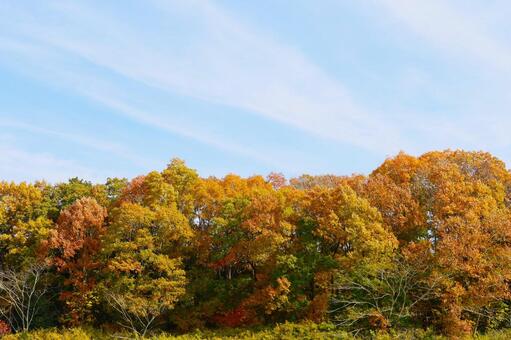 紅葉 秋,紅葉,赤の写真素材