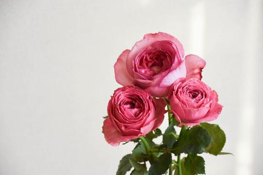 ピンクのばら ピンクのばらの写真
