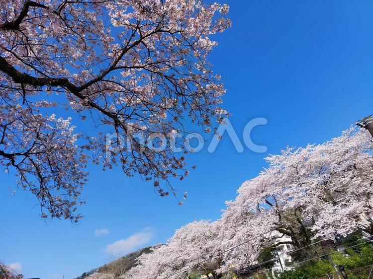 青空とコラボ さくら,山,風景の写真素材