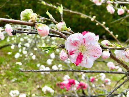 桃の花 桃,花,ピンクの写真素材