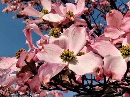 ハナミズキ ハナミズキの写真