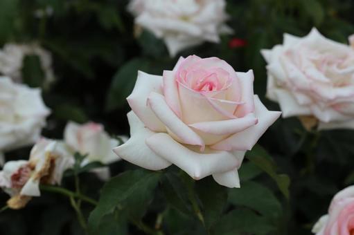 バラ園に咲く淡いピンクの薔薇を撮りました バラ園に咲く淡いピンクの薔薇を撮りましたの写真