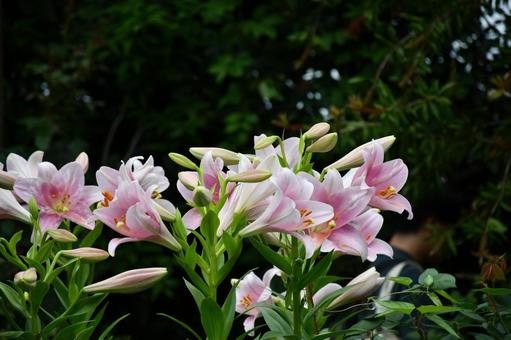 百合 花,植物,ユリの写真素材