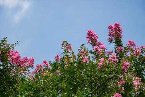 Summer flower: Crape myrtle, JPG Summer flower: Crape myrtle, JPG