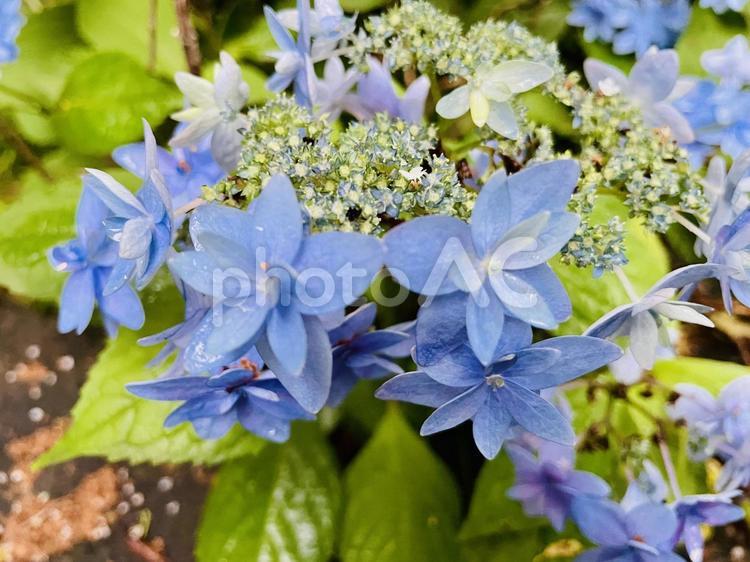 雨上がりのアジサイ アジサイ,花,6月の写真素材